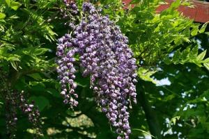 Plante urcatoare Wisteria floribunda Violacea Plena (glicina) ghiveci 2 litri, h=80-100 cm