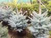 Arbori rasinosi picea pungens  blue diamond molid argintiu, h-60-80 cm