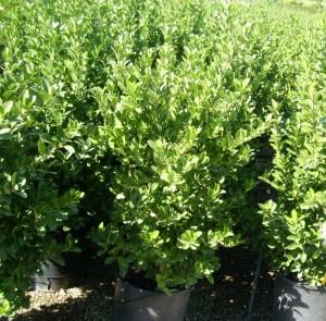 Arbust frunze persistente EUONIMUS JAPONICUS`ghiveci 10 litri, h=60-80cm