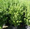 Arbust frunze persistente euonimus japonicus`ghiveci 10