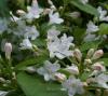 Arbusti cu flori weigela hortensis nivea ghiveci 5-7