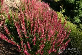 Flori perene Calluna vulgaris ), flori rosii  ghivece 12 cm,