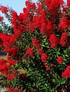 Lagerstroemia indica Dynamite (liliac indian rosu), ghiveci 10 l, h=60-80cm