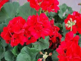 Plante de balcon muscate Pelargonium zonale Cherry red, rosu cireasa, ghiv 10 cm