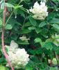 Plante urcatoare wisteria frutescens nivea ghiveci 3