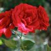 Trandafiri de gradina polyantha humanity,planta
