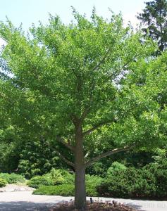 Arbori Gingko biloba (arborele pagodelor) h-3 m