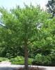 Arbori gingko biloba (arborele pagodelor) h-3 m