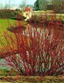 Arbusti de gard viu CORNUS ALBA ELEGANTISSIMAla ghiveci 5-7 litri , h=80-120 cm