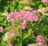 Arbusti de gradina pentru garduri vii spirea little princes ghiveci 5l