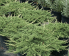 Arbusti rasinosi juniperus prince of wales, ghiveci 3