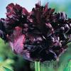 Bulbi de lalele grupa Papagal,Black Parrot, 7 buc./punga culoare negru visiniu. flori franjurate