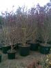 Magnolia soulangeana  ghiveci 30 litri, h=150-175 cm(