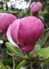 Magnolia soulangiana lennei ghiveci 18 litri,