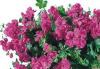 Plante de balcon muscate curgatoare cu floare dubla  (Pelargonium peltatum roz deschis  Royal Ametyst)
