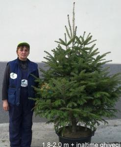 Abies Alba, brazi decorativi cu inaltime 100-120cm cu radacina in ghivece