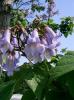 Arbori foiosi de gradina paulownia tomentosa 12/14 / paulovnie