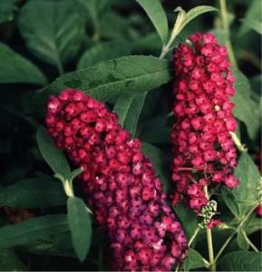 Arbust de gradina BUDDLEIA DAVIDII/Llilac de vara ghiveci 3-4 litri h=80-100cm