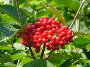 Arbust decorativ prin flori/frunze VIBURNUM LANTANA ghiveci 5-7 litri, h=100cm