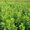 Arbusti foiosi evergreen PRUNUS LAOROCERASUS `NOVITA`ghiveci 30 litri, h=175 (extra / ramificat)