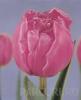 Bulbi de lalele Duble timpurii. Chato, flori roz batute