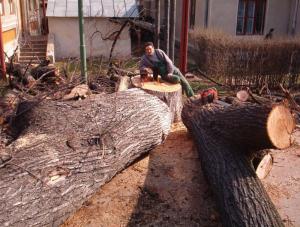 Extrageri buturugi si cioturi de arbori cu inaltime peste 18 metri