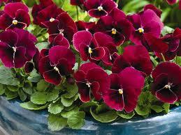 Flori de gradina bienale Viola cornuta mini red / Panselute miniaturale. Flori la ghivece de 9 cm.
