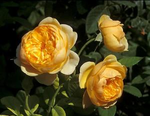Trandafiri englezesti de gradina Graham Thomas butas cu radacini in ghiveci de 3.5 litri