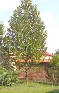 Arbori foiosi PLATANUS ORIENTALIS 16/18 circumf. trunchi (110 litri)