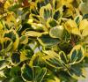 Arbust frunze persistente euonymus japonicus aureus,