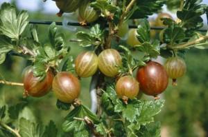 Arbusti fructiferi Agris rosu (Ribes uva crispa)