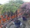 Artar japonez  acer palmatum dissectum `viridis`