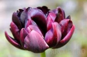 Bulbi de lalele Duble tarzii, Black Hero, 5 buc/punga,flori duble, foarte batute, culoare negru