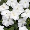 Flori de gradina anuale IMPATIENS WALERIANA WHITE / SPORUL CASEI Flori la ghivece de 9 cm.