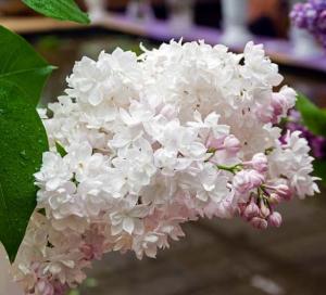 Liliac parfumat cu flori duble SYRINGA VULGARIS BEAUTY OF MOSCOW ghiveci 10 l, h=80-100 cm