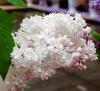 Liliac parfumat cu flori duble syringa vulgaris