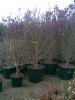 Magnolia soulangiana lennei ghiveci 30 litri, h=150-175 cm(ramificata)