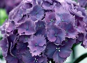 Arbusti gradina HYDRANGEA HORTENSIS EUROPA purple (hortensia) h= 60cm ghiveci 10 litri