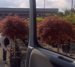 Artar japonez  ACER PALMATUM `DISS INHIBA SHIDARE`ghiveci 20 litri, 1/2, diam coroanei 60-80cm