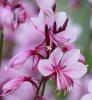 Flori de gradina perene gaura lindheimeri baby butterfly dark pink c2