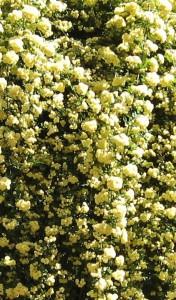 Trandafiri urcatori `Lutea ' planta formata cu radacina h=0.4-0.6m in ghiveci de 3.5 litri