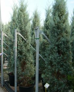 Arbori rasinosi CUPRESSUS ARIZONICA FASTIGIATAghiveci 30-50 litri, h=250-300 cm pt garduri vii