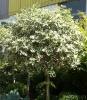 Arbust frunze persistente ILEX AQUIFOLIUM ARGENTEOMARGINATA ghiveci 25-30 litri, bila pe tulpina, diam 30-40 cm