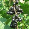 Arbusti fructiferi coacaz negru la ghivece.