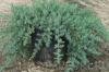 Arbusti rasinosi juniperus conferta` blue pacific`