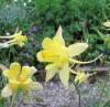 Flori de gradina  perene aquilegia hybrida/caldarusa