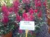 Flori de gradina  perene ASTILBE x ardendsii`Fanal`  la ghiv de 4 litru