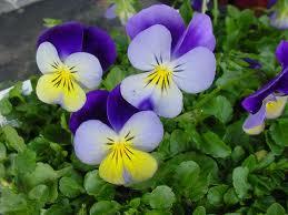 Flori de gradina bienale Viola cornuta mini / Panselute miniaturale. Flori la ghivece de 9 cm.
