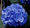 Flori perene Hortensia blue/HYDRANGEA HORTENSIS BLUE diam 50 -60 cm, ghiveci  10 litri