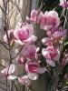 Magnolia soulangeana  ghiveci 7 litri,
